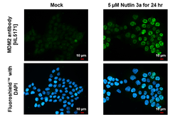 Anti-MDM2 antibody [HL5171] used in Immunocytochemistry/ Immunofluorescence (ICC/IF). GTX645423